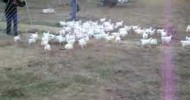 Mountain Run Farm, Sedalia, VA – chicken herding