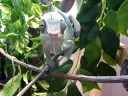 Blue Panther Chameleon VS Horn Worm