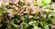 Grow Lettuce, Mesclun, & Salad Greens How To