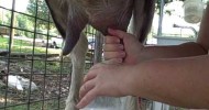 Milking Ms Ruby – the best milk goat ever !