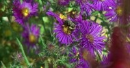 The Importance of Bumblebees | Farm Raised Classics With P. Allen Smith