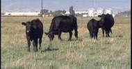 Yolo Land & Cattle Co. 2007 National Environmental Stewardship Award