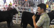 Market Steer Show