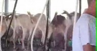 Surfing Goat Dairy: Man attaches milk pumps to goats