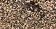 Bees and Beekeeping for Honey in Your Backyard