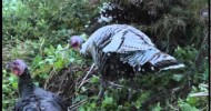 Scituate turkeys home on the ‘free range’