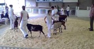 Senior Goat SHOWMANSHIP Class