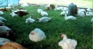 Pastured Meat Chickens