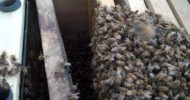 Bonnie The Beekeeper Installing CARNIOLAN Honey Bees.