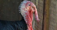 Re-Elect Mayor Tom the Turkey | Farm Raised With P. Allen Smith