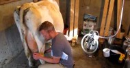 How to Milk Cows 1