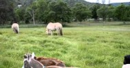 Fir Meadow Fjord horses and Lamancha Dairy Goats 2011 at pasture