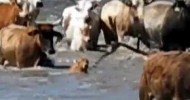 Wilfong Bucking Bulls Swimming Rodeo Cattle