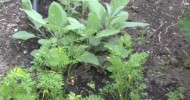 A How to Organic Vegetable Garden: Companion Plants