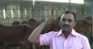 Gir Gay Gir Cow part 2