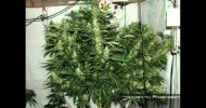 Indoor hydroponics Cannabis 76 oz Chiesel, 56 0z V3.