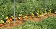 Impressive Big Beef Tomatoes, Gardening, & Prepping