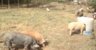 Joel Salatin’s Pastured Pork Operation