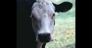 Milk Comes From Grieving Mothers – Truth About Organic Dairy