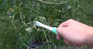 Gardening tips: how to hand pollinate tomatoes for larger production of your container garden