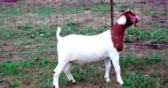 MAX Boer Goats BTR CANDY RAISE THE BAR ~ SOLD