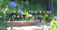 How To Grow Your Own Organic Vegetable Garden (Introduction)