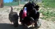 happy, friendly turkeys treated right.3GP