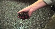 How to make Port wine: Fermentation & Fortification