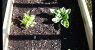 My Container Garden – 4/26/12 – (watermelon trellis, cantaloupe flowers, etc.)