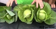 Hydroponic Cabbage – Yes You Can !