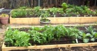 Terry’s Square Foot Organic Vegetable Garden Part 1