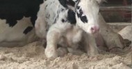 A Baby Calf’s First Steps with Penn Vet