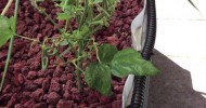 Aquaponics Update – 20-03-2013