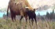 New Born Highland Cow Calf Takes First Steps