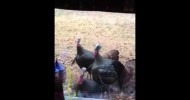 Backyard turkeys Arkansas