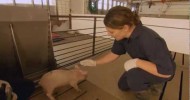 Raising pigs with the best care, every day: Dr. Tara Donovan