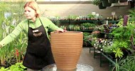 Container Gardening for Beginners