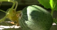 Cantaloupe Plant (part III)