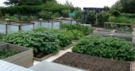 Raised Bed Allotment July 2009