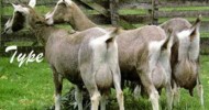 Popular Goat  Breeds