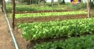 Amarak Organic Garden on Bayon TV