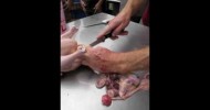 pasture chicken slaughter