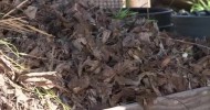 How to Compost Leaves & Organic Matter : Vegetable Gardening