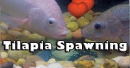 Tilapia Spawning Aquaponics