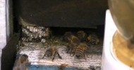 Checking on Bees – Jan. 29 2012