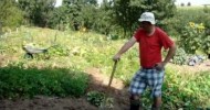 Homesteading (26):  August 2011