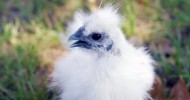 Silkie Chickens | Farm Raised With P. Allen Smith