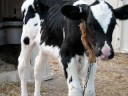 Please Don’t Let Them Kill Me! “The Truth About Organic  Dairy