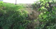 Organic Garden at our Roof Top…