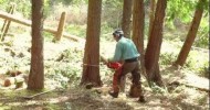 Cutting Down More Trees is sometimes necessary when living a sustainable life when homesteading